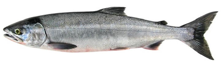 Chum Salmon (Oncorhynchus keta)