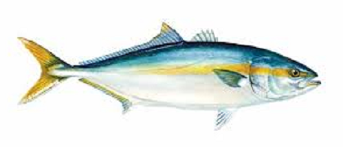 Yellowtail Fish (Yellowtail Amberjack, Hamachi)