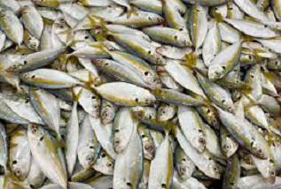 Yellowtail Fish (Yellowtail Amberjack, Hamachi)