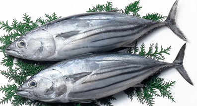 Skipjack Tuna (Katsuwonus pelamis)