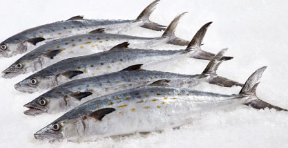 Frozen Atlantic Mackerel