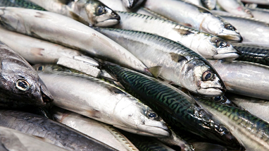 Frozen Atlantic Mackerel