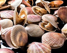 Sea Scallops (Dry or Fresh)